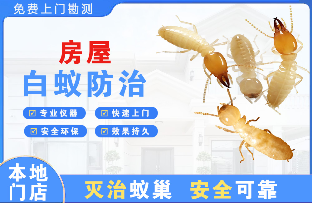 漳浦房屋白蚁防治